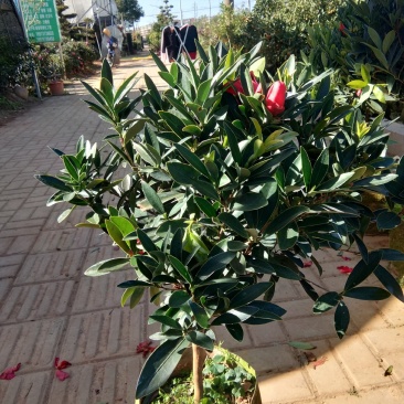 茶花四季杜鹃茶