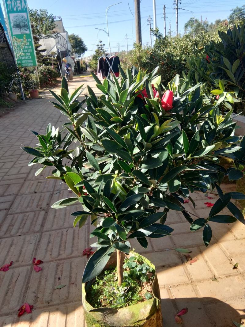 茶花四季杜鹃茶