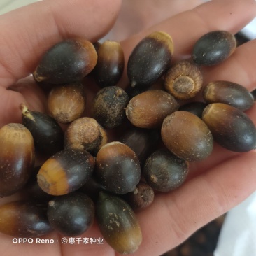 弗吉尼亚栎种子基地直发新种子可货到付款