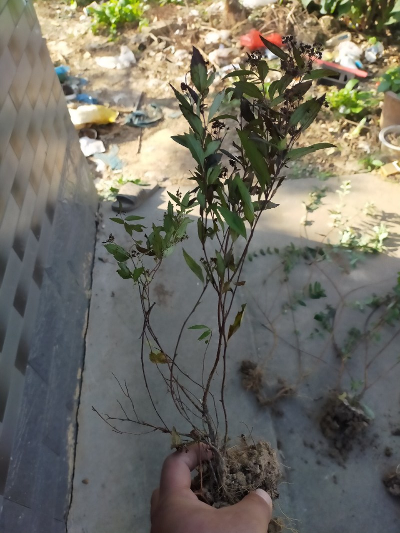 绣线菊，绣线菊基地，河南省潢川县绣线菊基地，绣线菊直销。