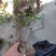 绣线菊，绣线菊基地，河南省潢川县绣线菊基地，绣线菊直销。