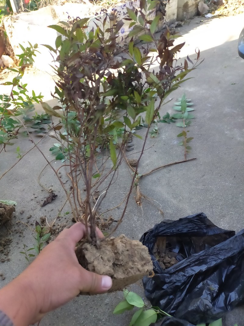 绣线菊，绣线菊基地，河南省潢川县绣线菊基地，绣线菊直销。