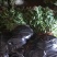 绣线菊，绣线菊基地，河南省潢川县绣线菊基地，绣线菊直销。