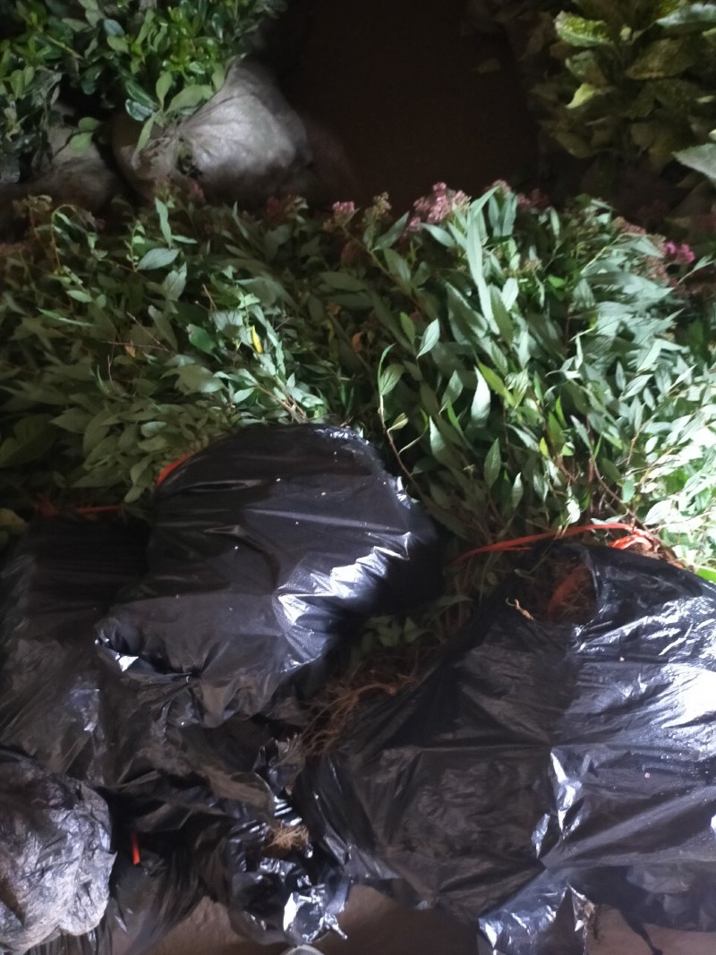 绣线菊，绣线菊基地，河南省潢川县绣线菊基地，绣线菊直销。