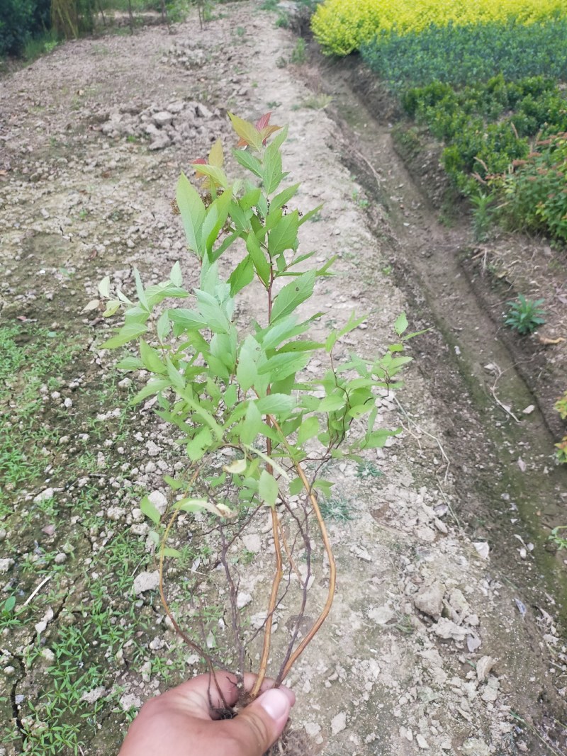 绣线菊，绣线菊基地，河南省潢川县绣线菊基地，绣线菊直销。