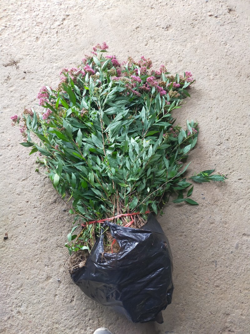 绣线菊，绣线菊基地，河南省潢川县绣线菊基地，绣线菊直销。