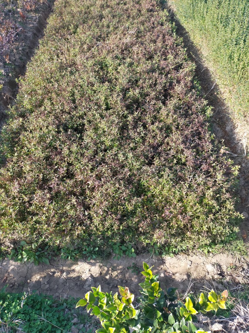 绣线菊，绣线菊基地，河南省潢川县绣线菊基地，绣线菊直销。