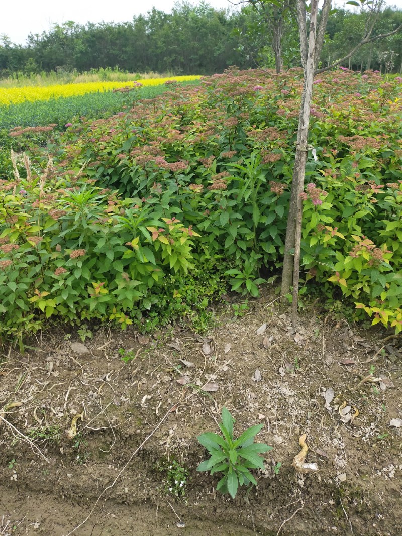 绣线菊，绣线菊基地，河南省潢川县绣线菊基地，绣线菊直销。