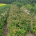 绣线菊，绣线菊基地，河南省潢川县绣线菊基地，绣线菊直销。