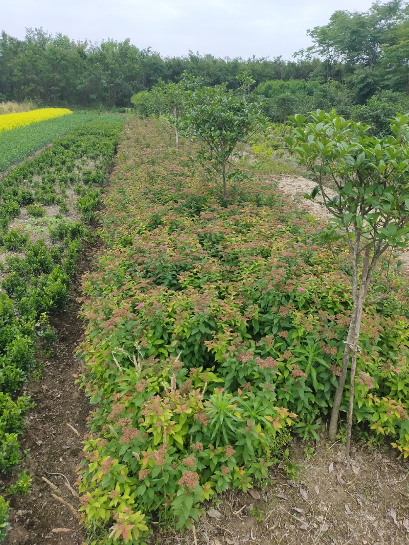 绣线菊，绣线菊基地，河南省潢川县绣线菊基地，绣线菊直销。