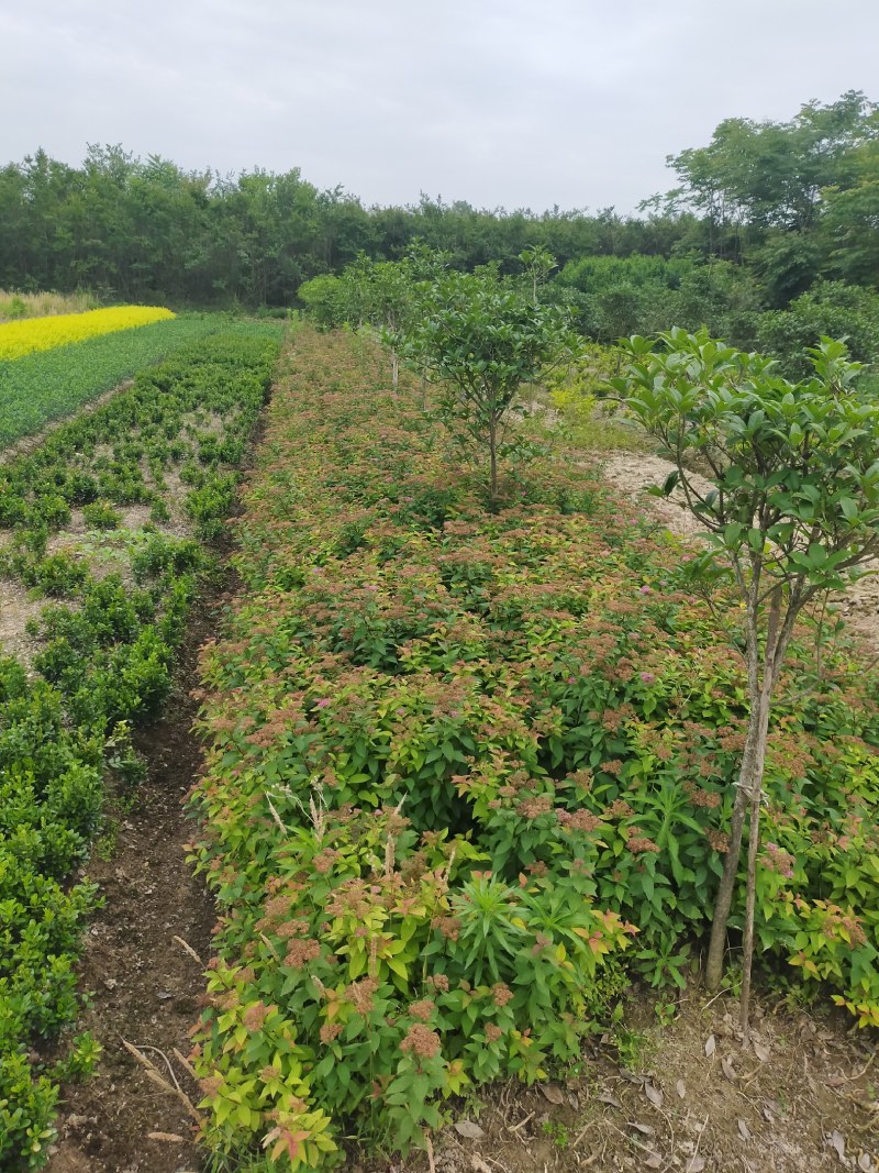 绣线菊，绣线菊基地，河南省潢川县绣线菊基地，绣线菊直销。