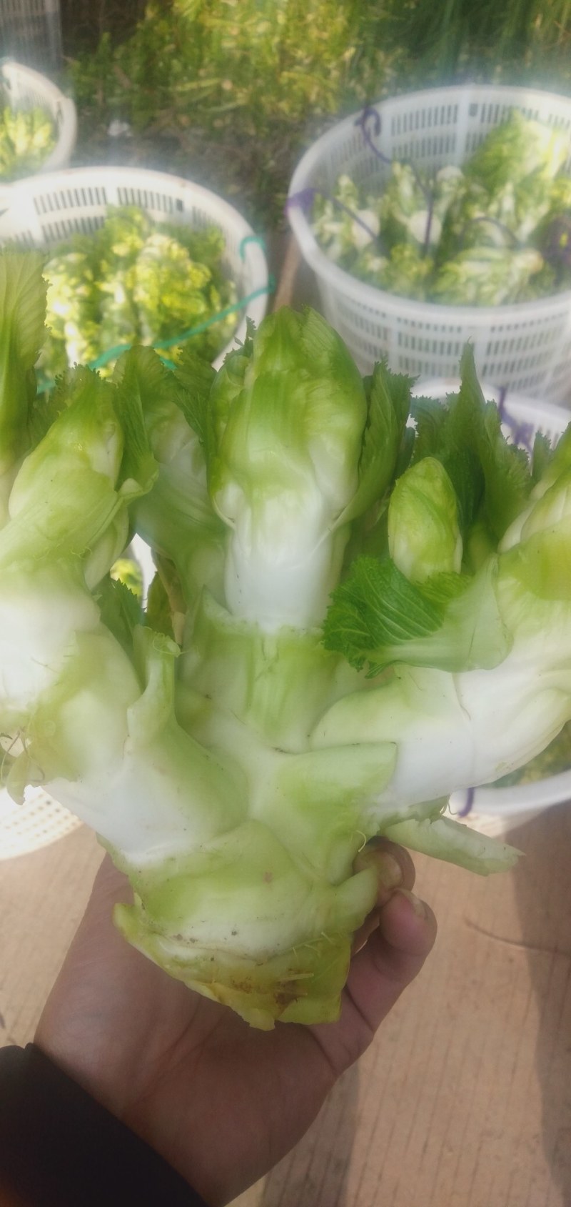 儿菜，娃娃菜，个头均匀，颜色漂亮，做工好。各个基地。