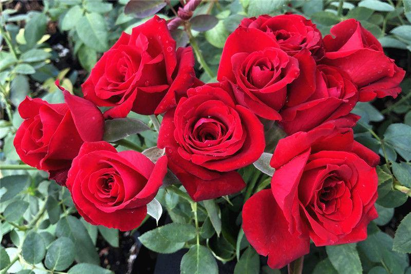 蔷薇嫁接玫瑰月季花品种都有四季开花树桩基地直发