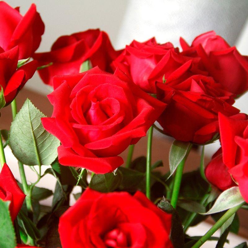 蔷薇嫁接玫瑰月季花品种都有四季开花树桩基地直发