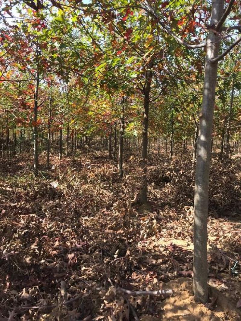 弗吉尼亚栎种子基地直发新种子可货到付款