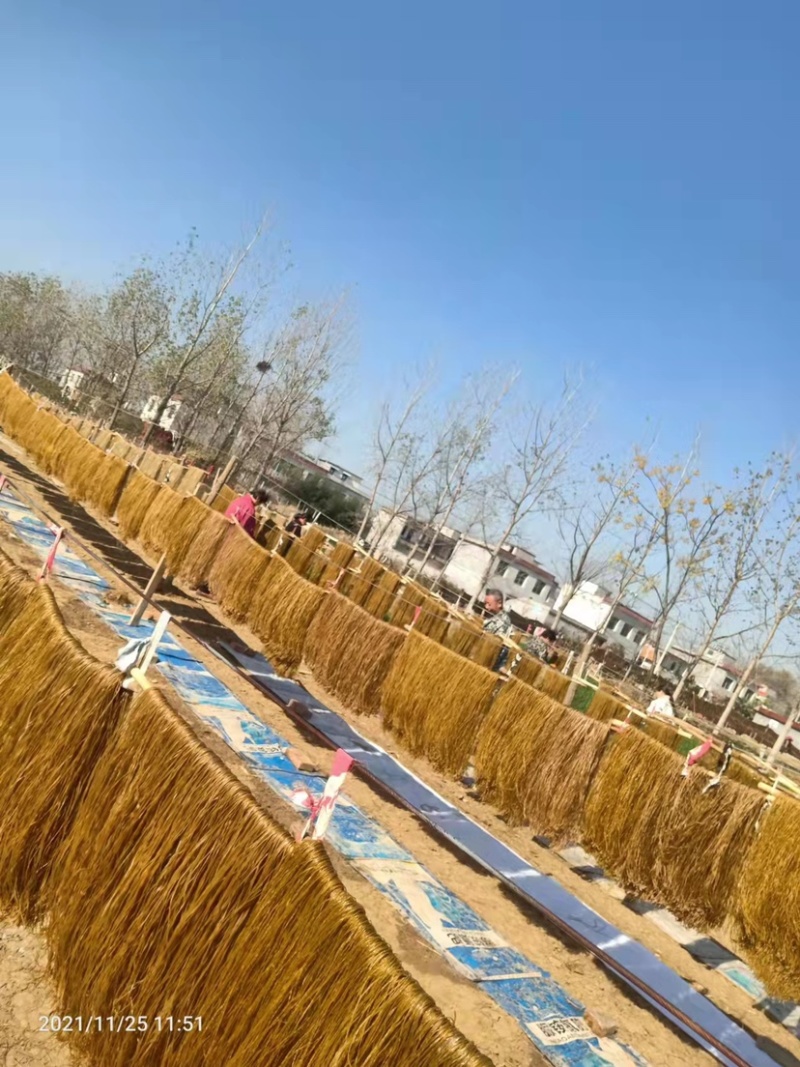河南粉条木薯粉西瓜红粉商19自产自销绝对劲道