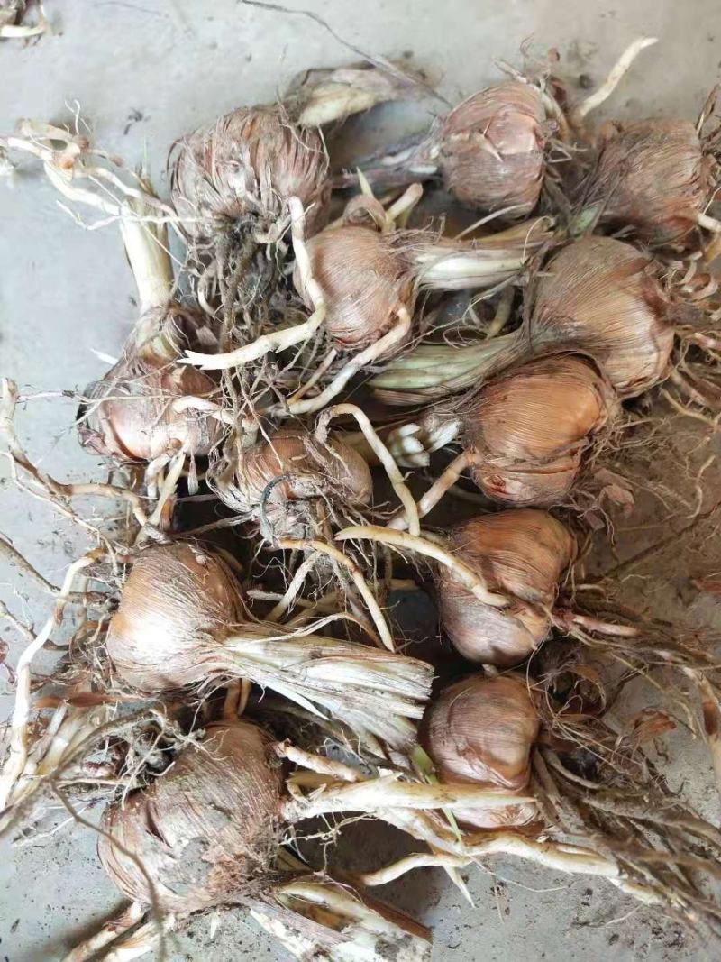 火星花，火焰兰低价批发，量大从优，欢迎来电骚扰