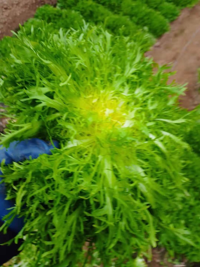 精品蔬菜，代发全国