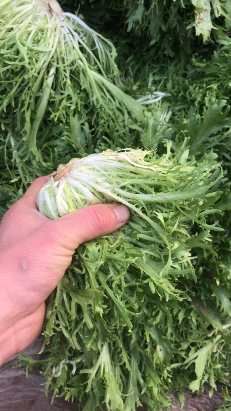 精品蔬菜，代发全国