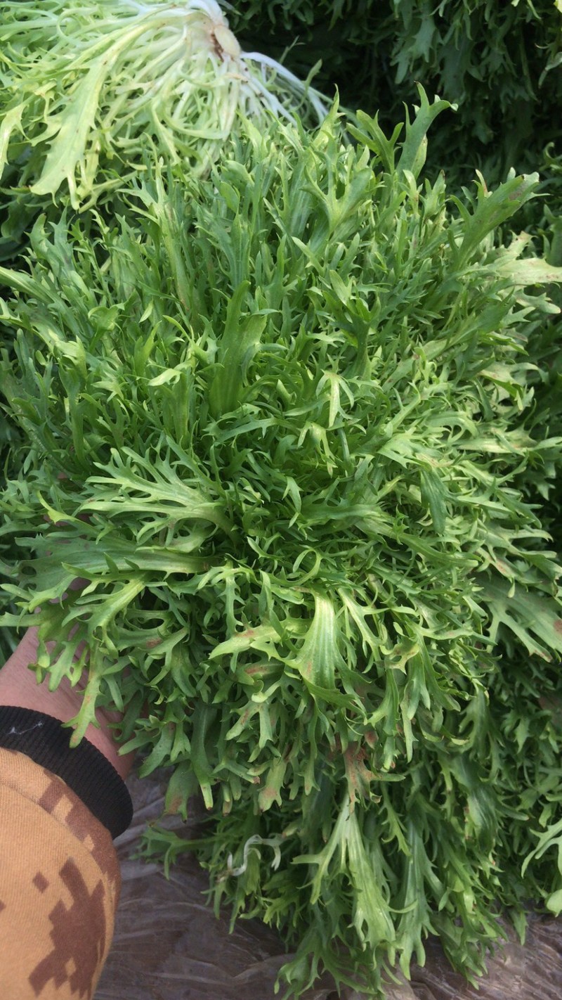 精品蔬菜，代发全国