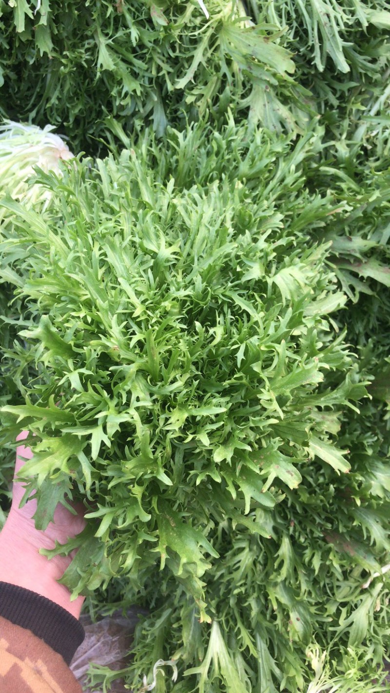 精品蔬菜，代发全国
