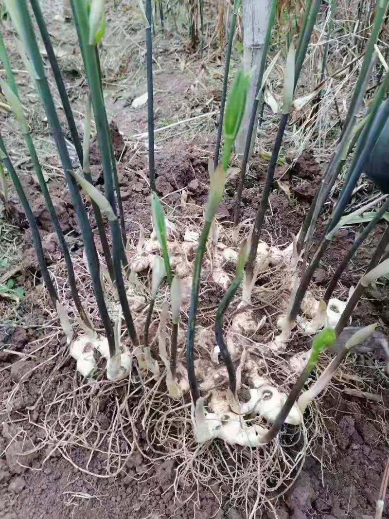 黄精种茎，多花姜型不倒苗高产黄精品种，可选芽头