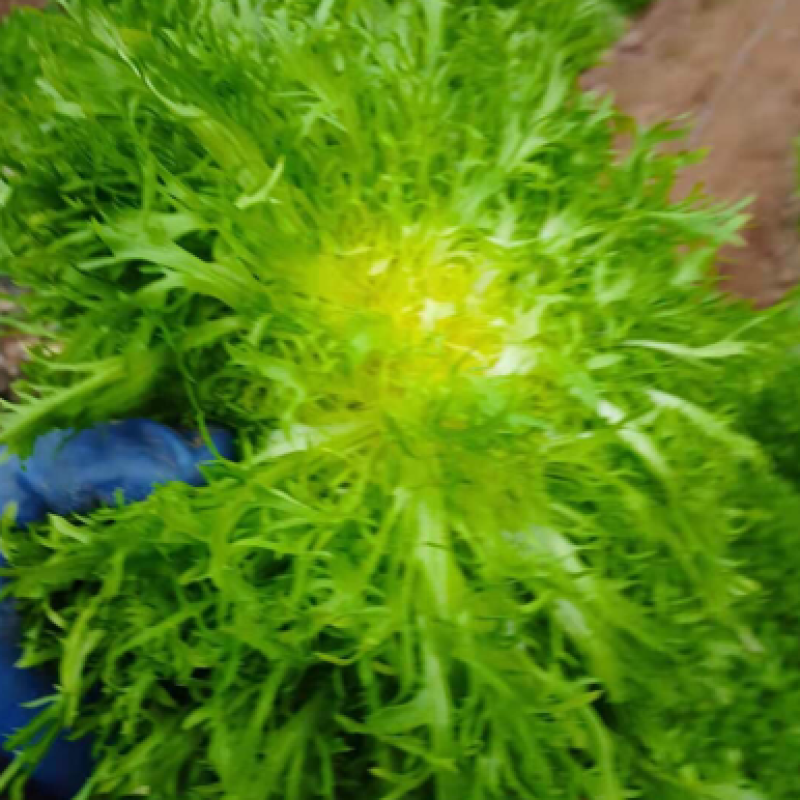 精品蔬菜，代发全国