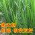 皇竹草甜象草巨菌草种节多年生牧草高产牧草