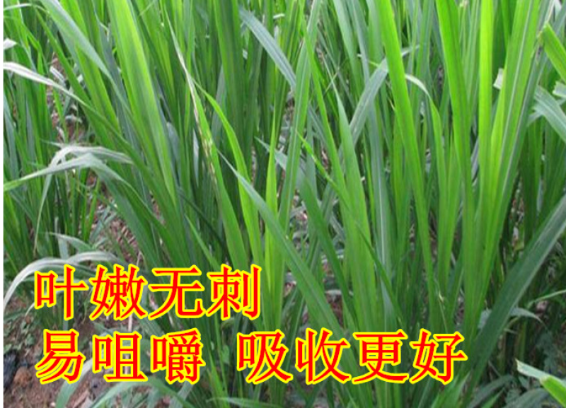 皇竹草甜象草巨菌草种节多年生牧草高产牧草