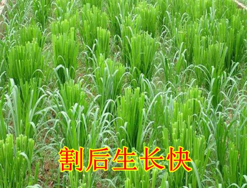 皇竹草甜象草巨菌草种节多年生牧草高产牧草