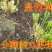 皇竹草甜象草巨菌草种节多年生牧草高产牧草