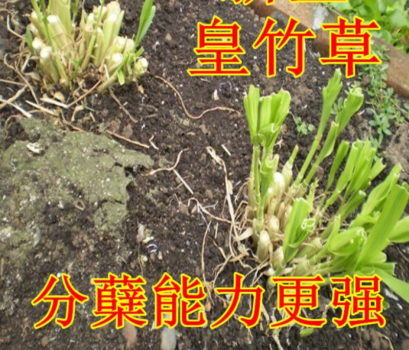 皇竹草甜象草巨菌草种节多年生牧草高产牧草