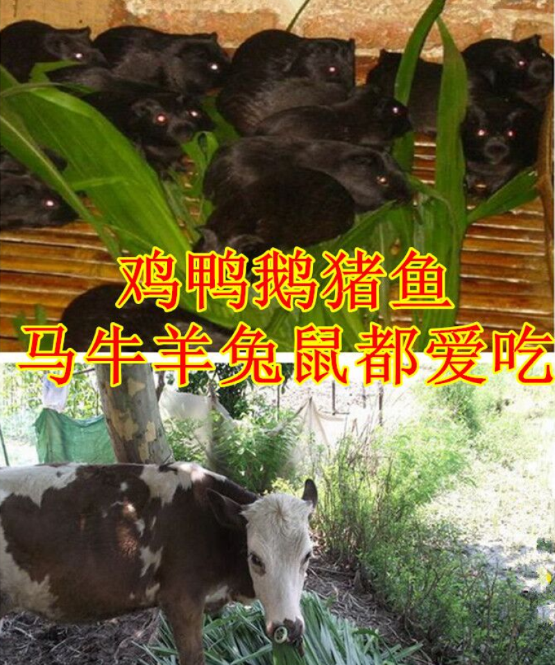 皇竹草甜象草巨菌草种节多年生牧草高产牧草