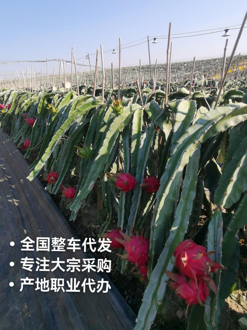 红心火龙果广西无刺红龙产地一手货源长期供应
