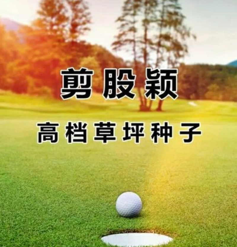 剪股颖地毯草种子高尔夫球场庭院别墅草坪草籽不修剪四季常青