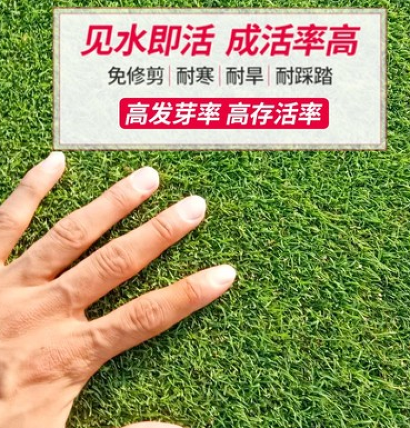 剪股颖地毯草种子高尔夫球场庭院别墅草坪草籽不修剪四季常青