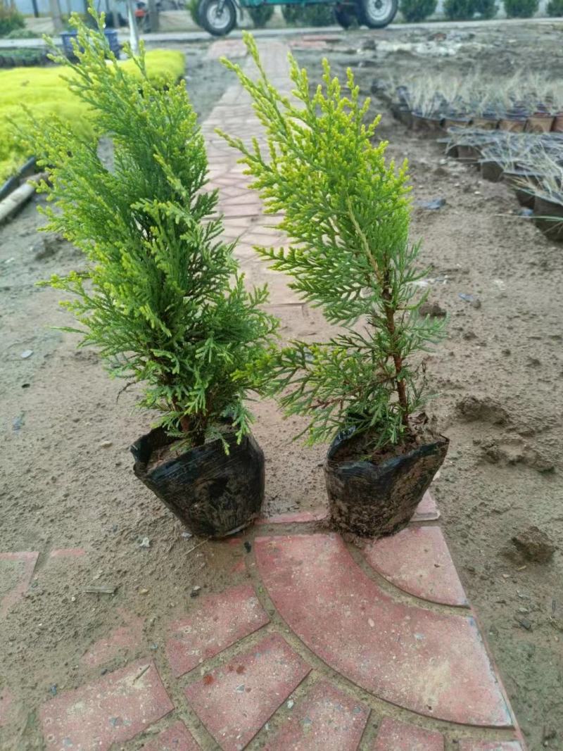 洒金柏杯苗种植基地，一手货源常年有货，大量供应