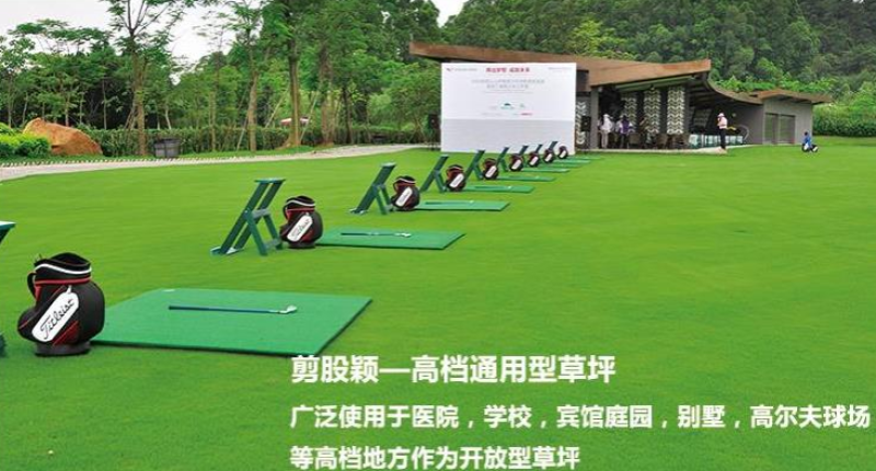 剪股颖地毯草种子高尔夫球场庭院别墅草坪草籽不修剪四季常青