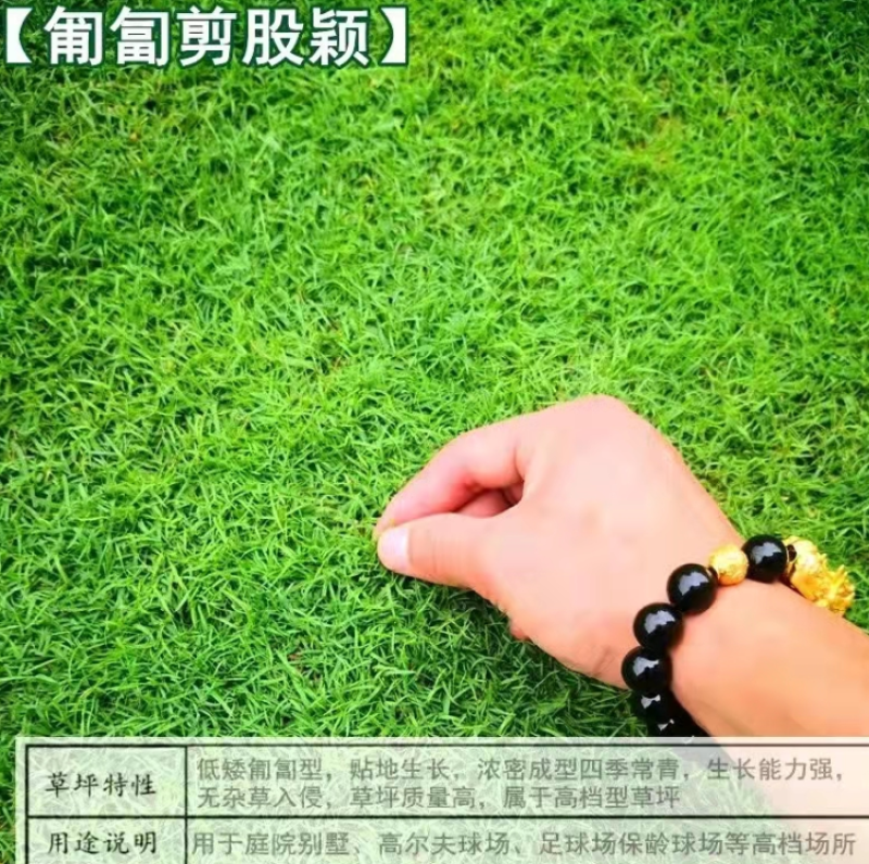 剪股颖地毯草种子高尔夫球场庭院别墅草坪草籽不修剪四季常青