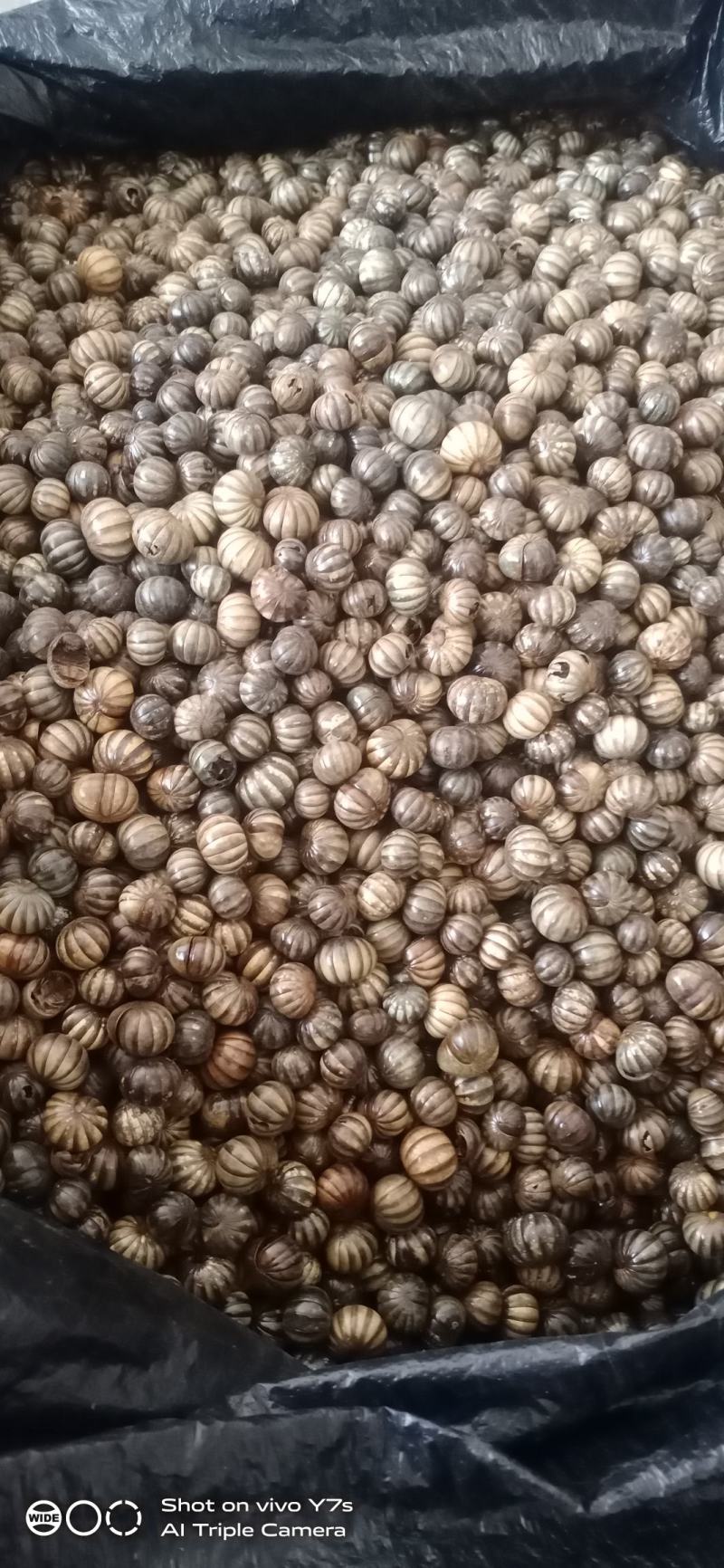 精品纯圆滚山虫滚山珠地罗汉赤焰金龟足干货