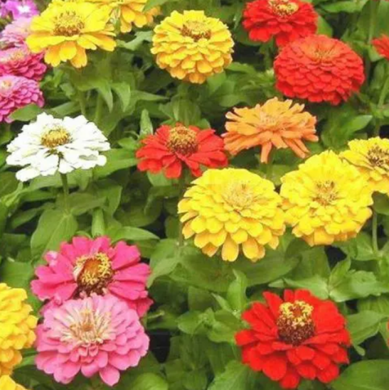 百日草花种子百日菊火球花四季易种庭院阳台种子景观花海