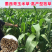 进口墨西哥玉米草种子牧草种子高蛋白高产适合各类家禽