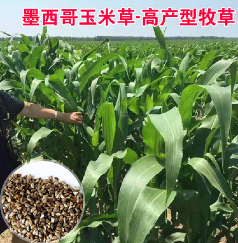 进口墨西哥玉米草种子牧草种子高蛋白高产适合各类家禽