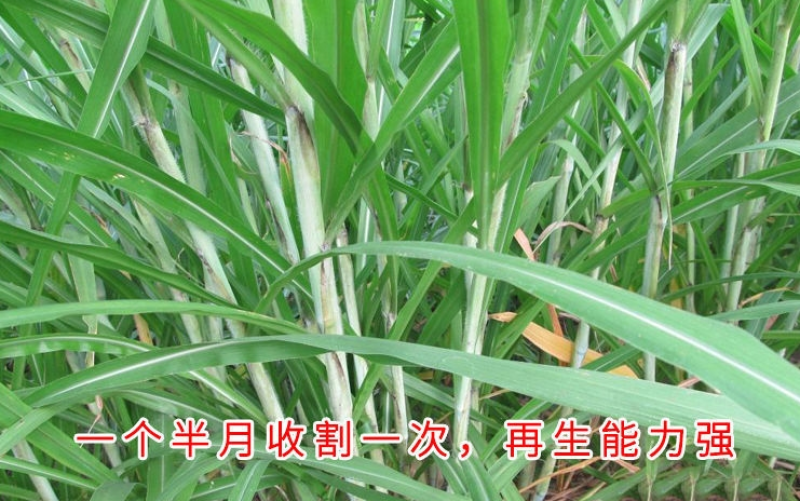 苏丹草种子奥斯曼雷霆生力苏丹草四季牧草种子牛羊饲料鱼草籽