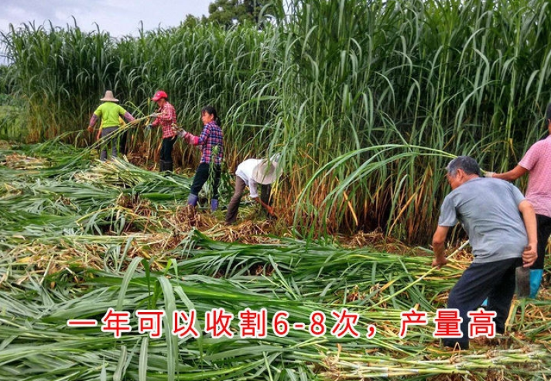 苏丹草种子奥斯曼雷霆生力苏丹草四季牧草种子牛羊饲料鱼草籽