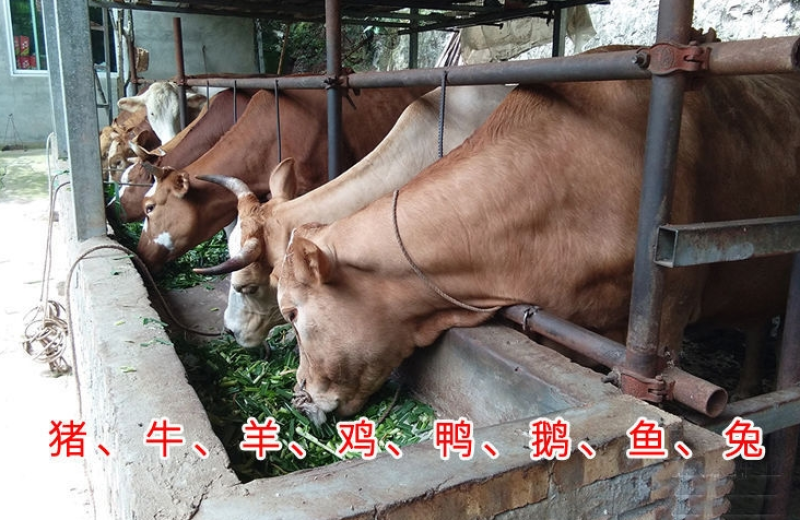 苏丹草种子奥斯曼雷霆生力苏丹草四季牧草种子牛羊饲料鱼草籽