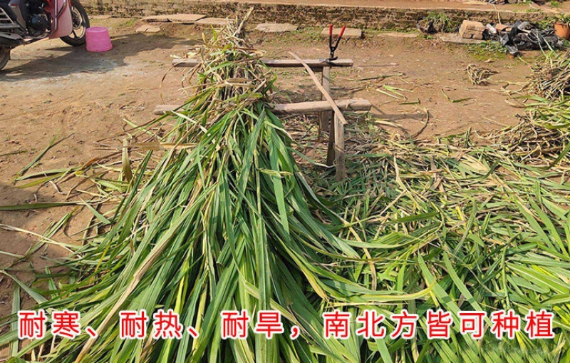 苏丹草种子奥斯曼雷霆生力苏丹草四季牧草种子牛羊饲料鱼草籽