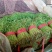 精品茼蒿大量供应，价格便宜，产地直供散装，精装，无烂叶