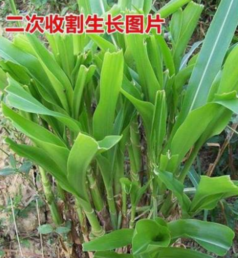 高丹草种子苏丹草种子四季牧草种子牛羊饲料鱼草籽量大优惠