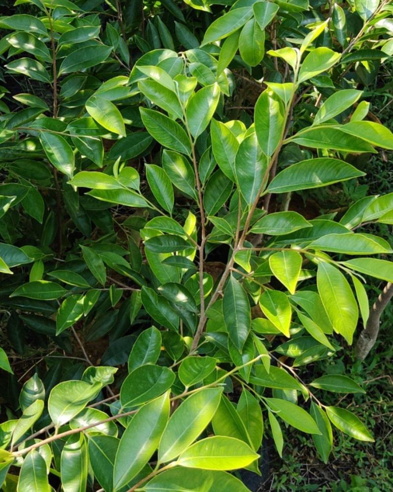 沉香，奇楠，电白沉香奇楠，各种绿奇，包结香包回收